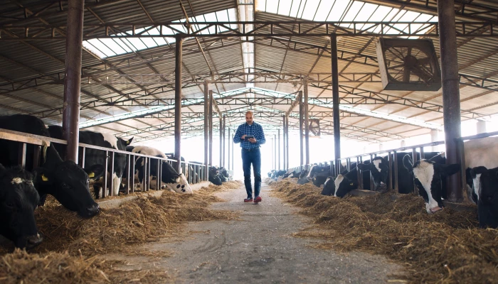 Homme gérant l'ambiance d'un bâtiment de ferme à l'aide d'un système de gestion.