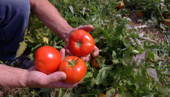 Tomates