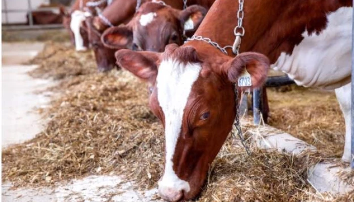 les-maitres-eleveurs-ayshire-2020 0