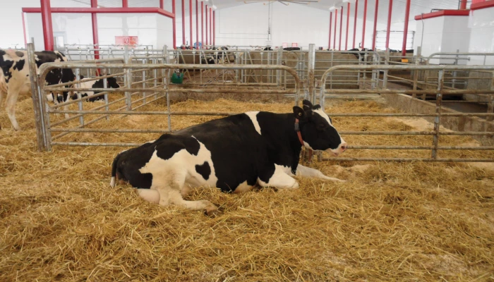 Vache couchée