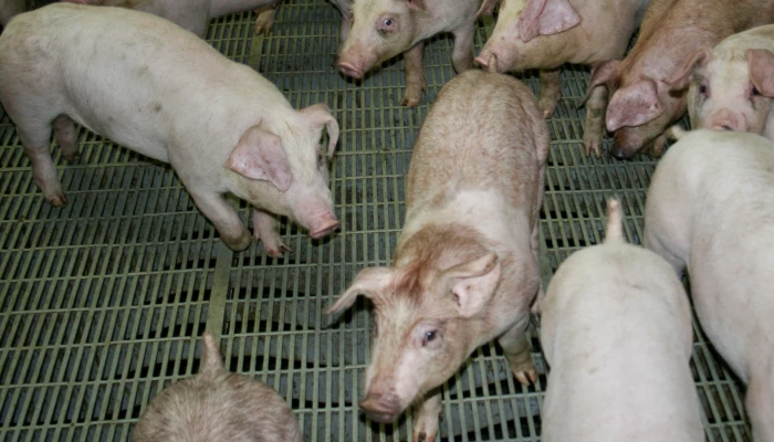 Cochons - F.Claudia