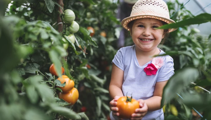 Enfant cueillant une tomate.