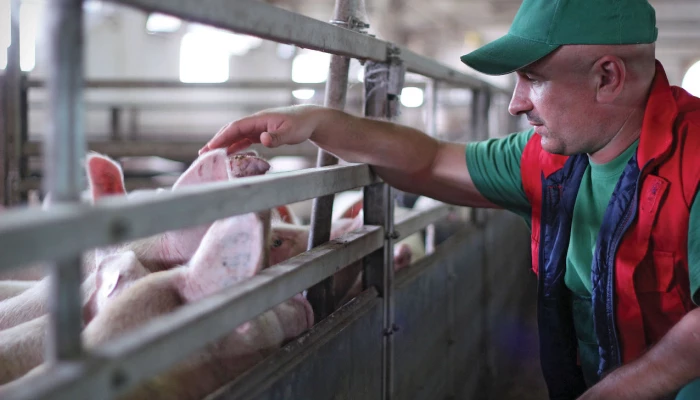 Producteur qui flatte la tête d'un porc