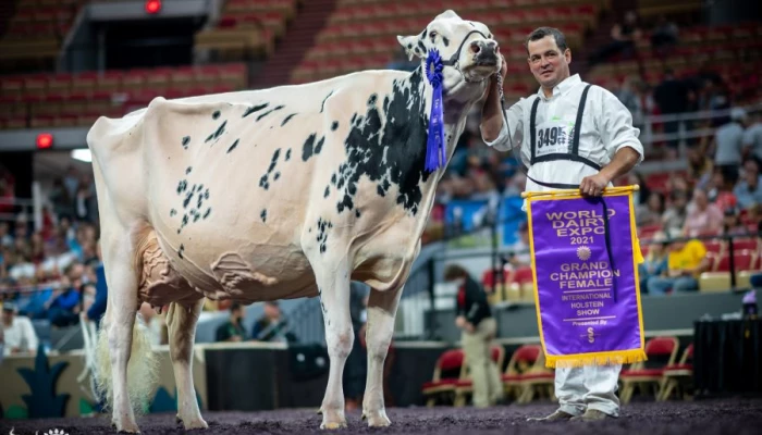 Photo de The Bullvine - Grande Championne et championne suprême