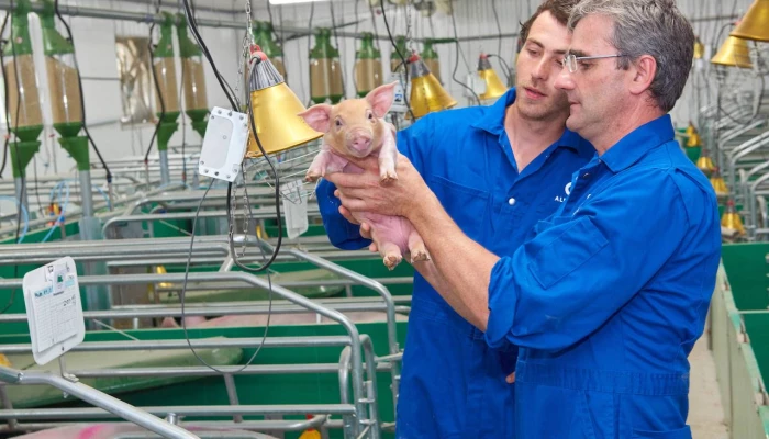 Deux employés d'Alphagène observent un porcelet