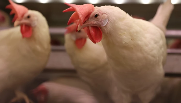 Poules pondeuses.
