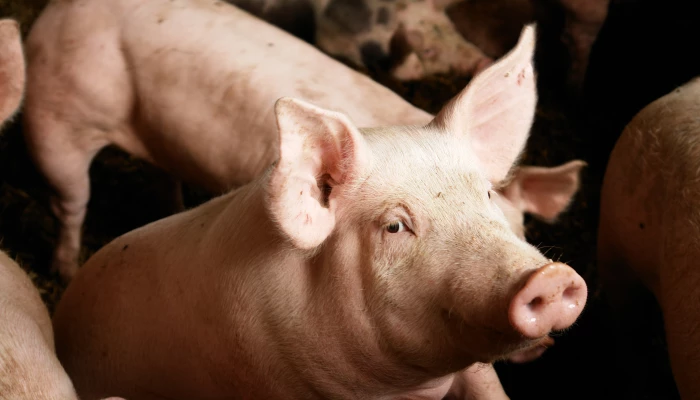 Image de porcs