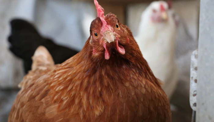Poule pondeuse