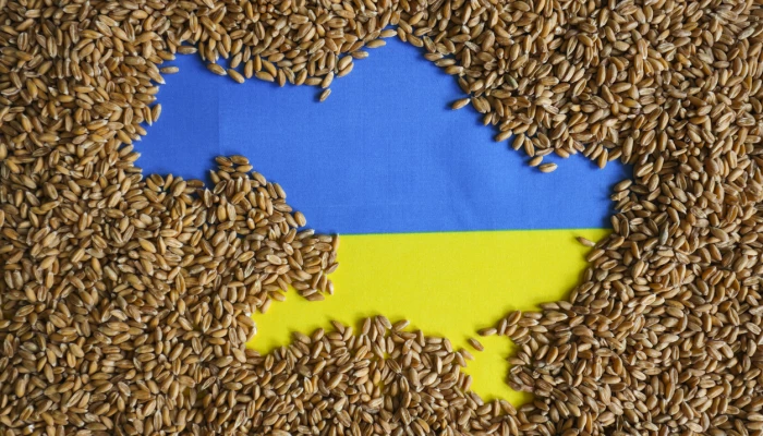 Drapeau ukrainien recouvert de grains.