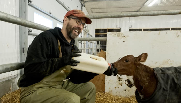 Producteur nourrissant un veau.