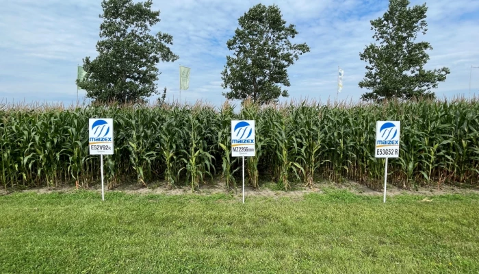 Parcelles de maïs de Maizex