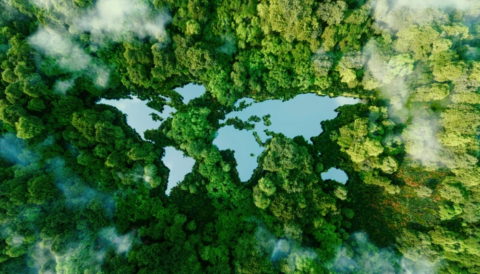 Continents dans une forêt dense.