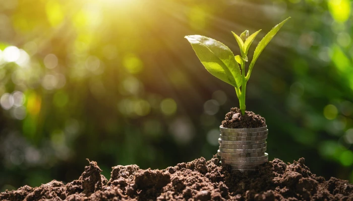 Plante poussant sur des pièces de monnaie.