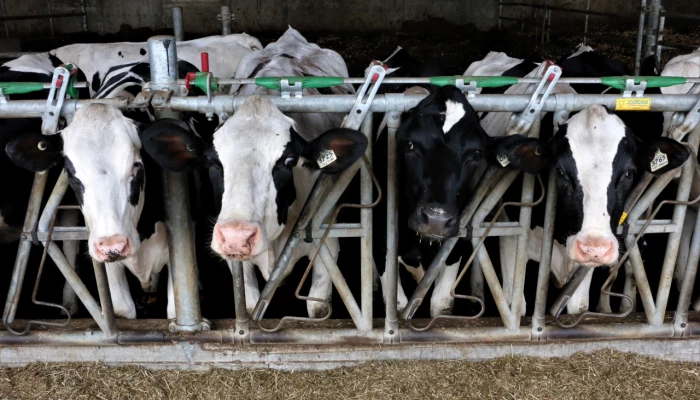 Vaches Holstein