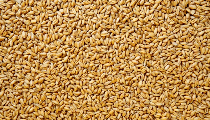 Grains