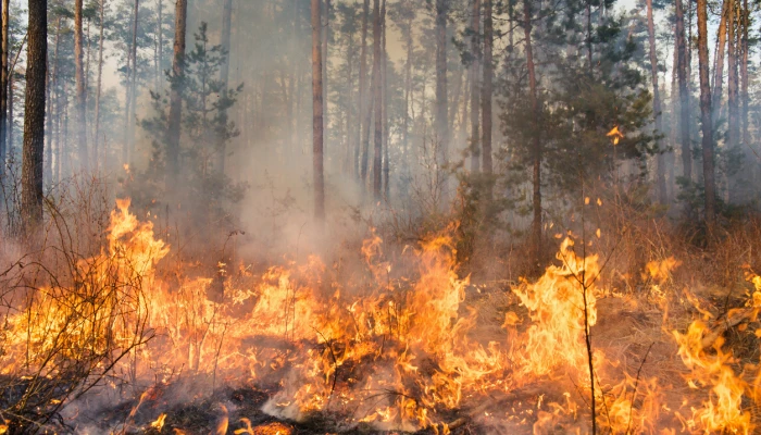 Incendies de forêt