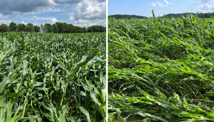 Champs de maïs de la Ferme Martin Drainville
