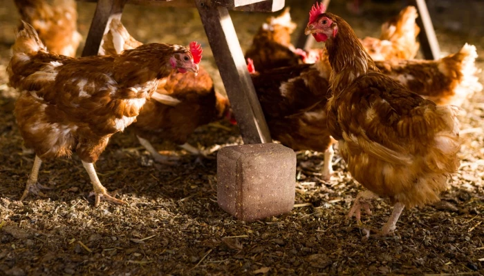 Des poules avec un produit de Probiotech International.