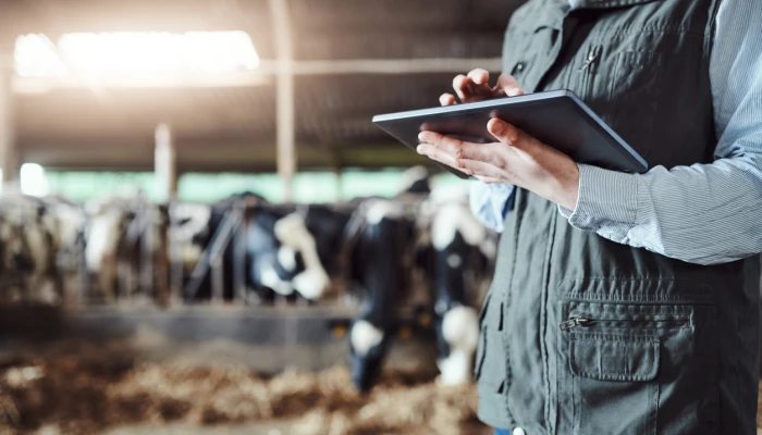 Personne avec sa tablette devant des vaches.