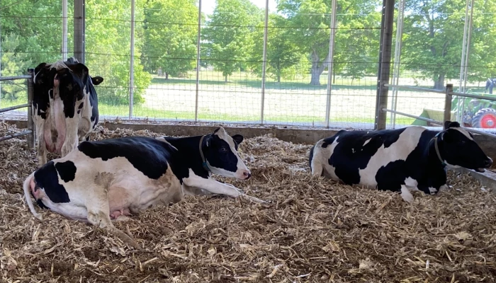 Vaches laitières