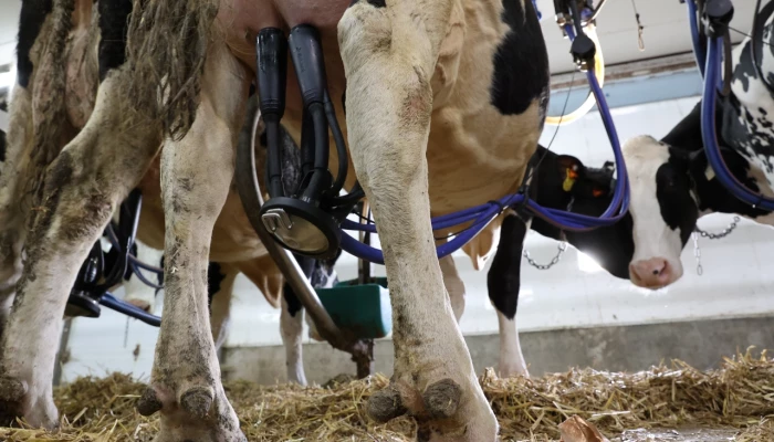 Vache en train d'être traite.