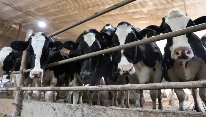 Vaches
