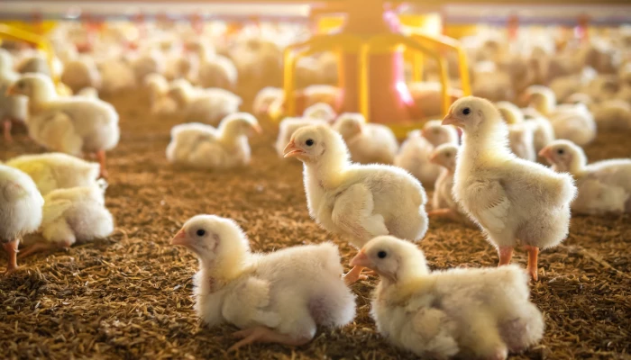 Poussins