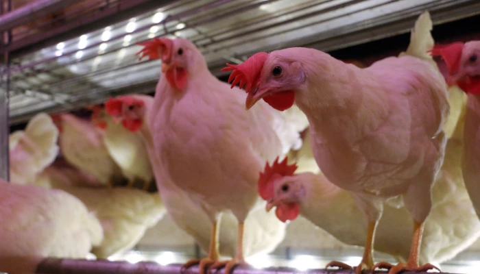 Poules pondeuses