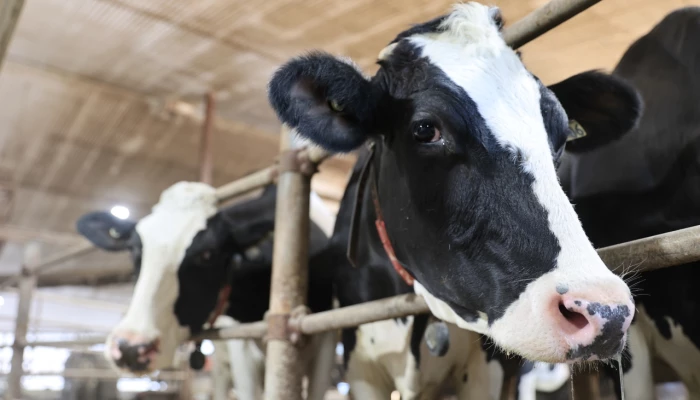 Vaches Holstein