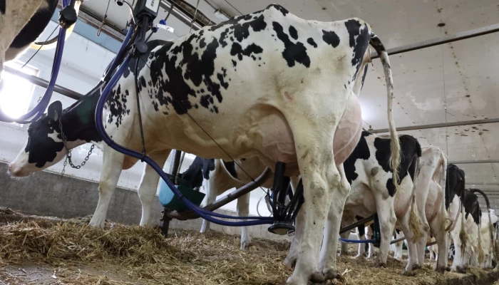 Vaches Holstein en pleine traite