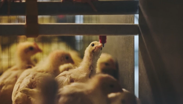 Poussins