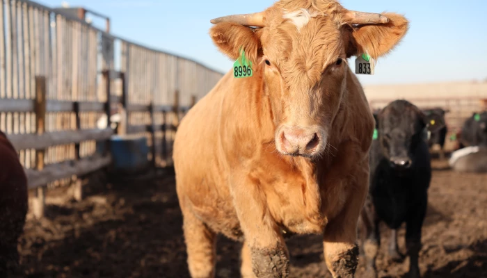 Bovin de boucherie en Alberta