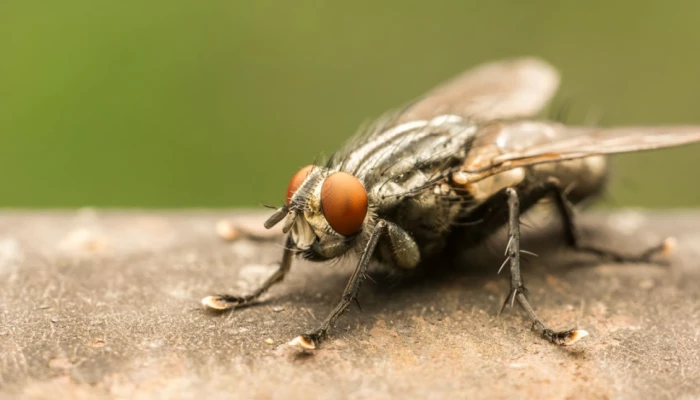 Mouche