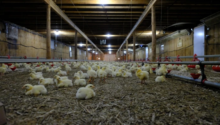 Poussins dans un bâtiment avicole