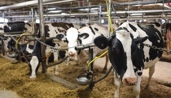 Vaches Holstein