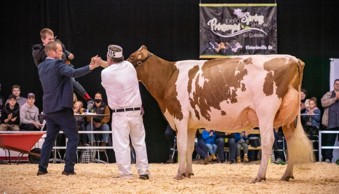 La vache Premium Apple Crisp Lilly TB-89