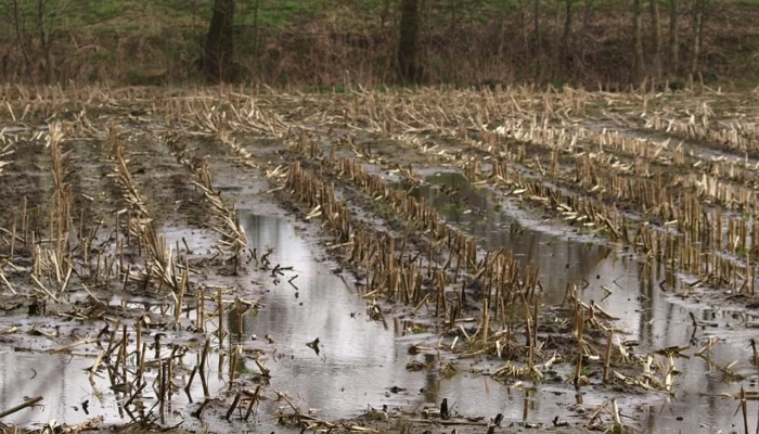 Champ de maïs inondé