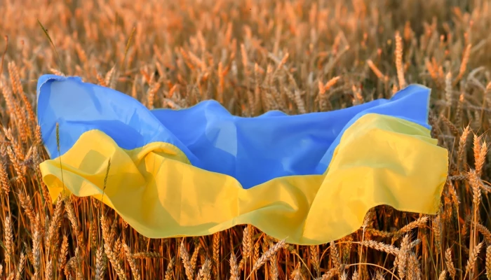 Un drapeau de l'Ukraine déposé sur un champ de blé