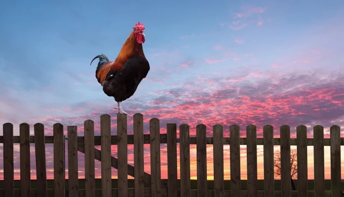 Un coq trouble le voisinage en zone agricole