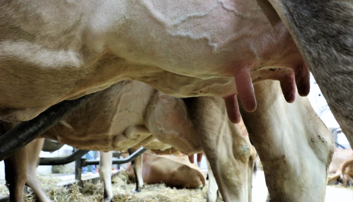 Pis d'une vache laitière