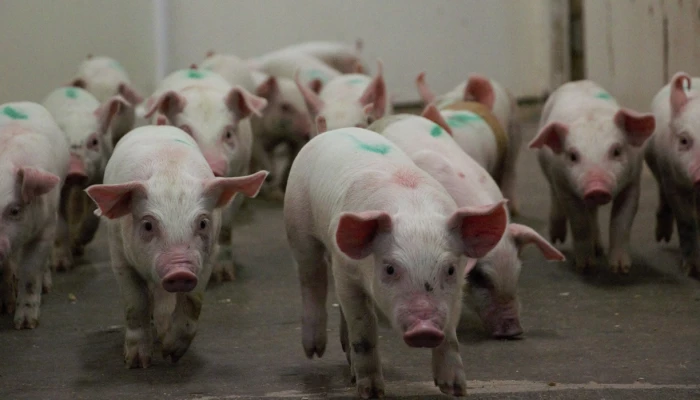 Porcelets dans une pouponnière