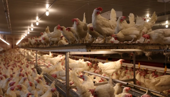Poules pondeuses