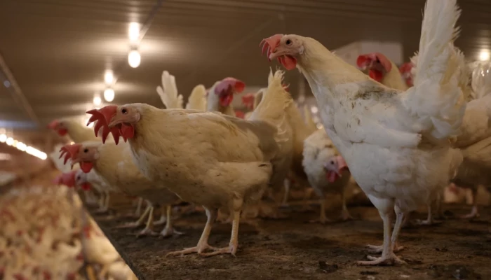 Poules pondeuses