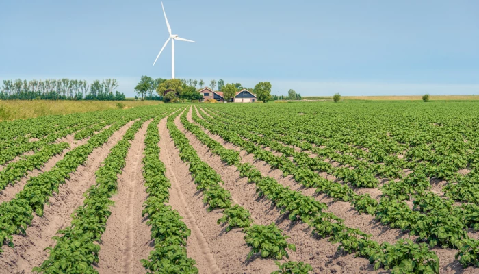 Une planche de pomme de terre en culture au Pays-Bas