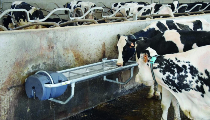 Des vaches s'abreuvent dans un abreuvoir.