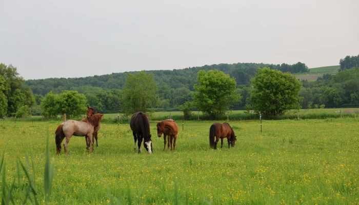 Une horde de chevaux qui se chamaillent