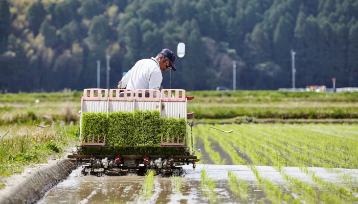 Riziculteur japonais qui récolte son riz