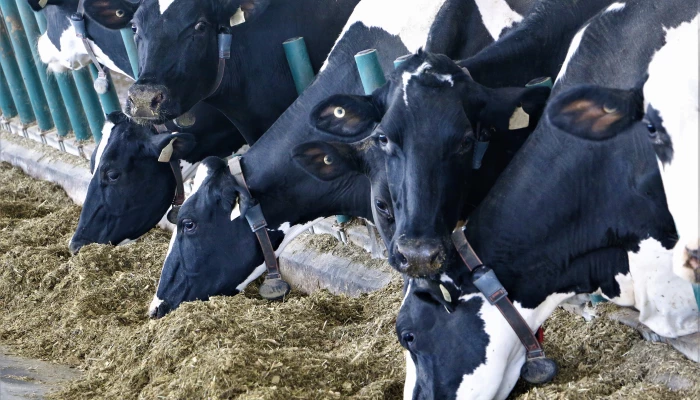 Des vaches laitières consomment du fourrage