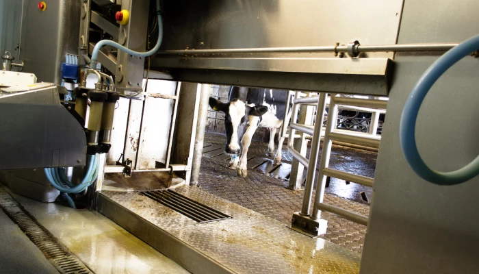 Une vache s'avance dans un robot de traite.