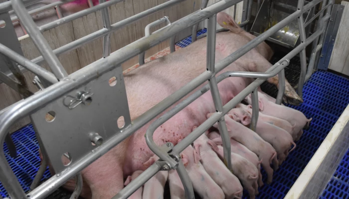 Truie avec des porcelets